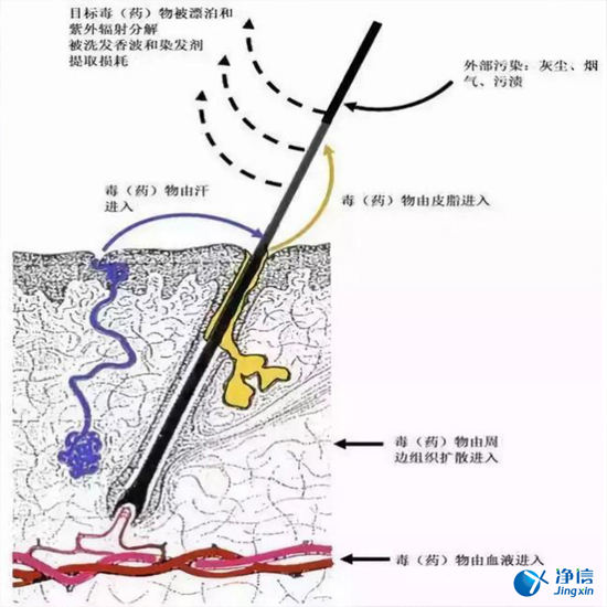  毛發(fā)毒品檢測儀檢測腿毛竟可以測出吸毒?做了全身脫毛也可以？